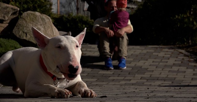 Underdog