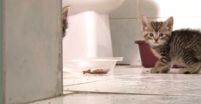 Pets 2