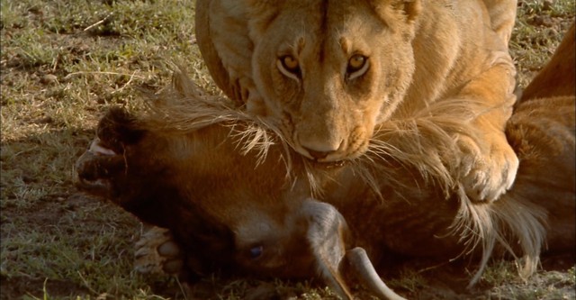 Africa: The Serengeti