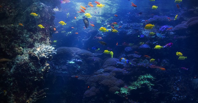 The Aquarium