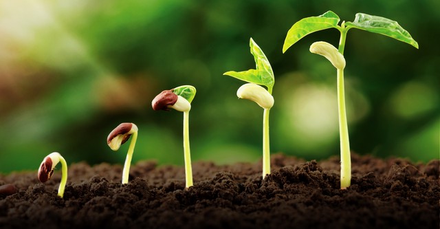 The Science of Gardening