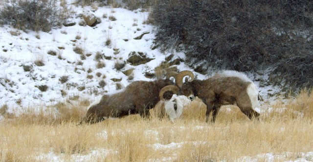 Yellowstone Journals