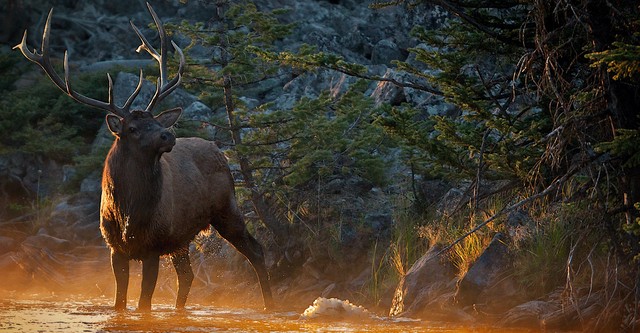 Yellowstone