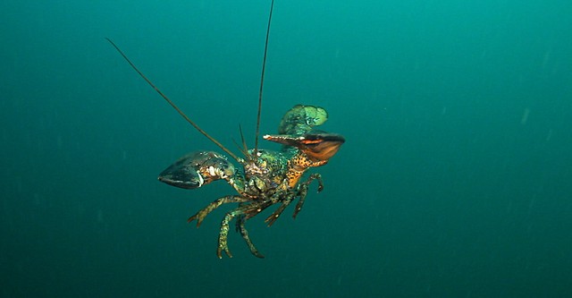 Lobsters - Knights of the deep