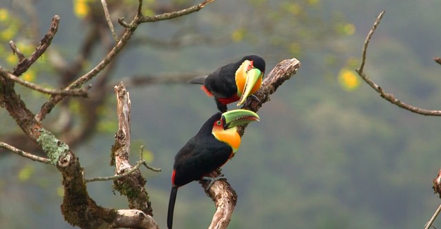 Amerika mit David Yetman