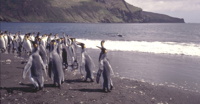 Penguin Baywatch Antarctica