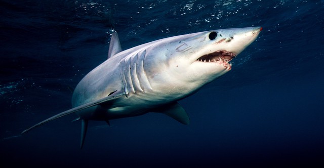 Shark Week
