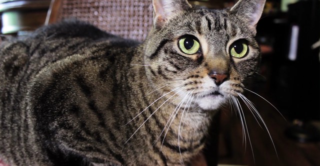 A Meowy St. Patrick's Day