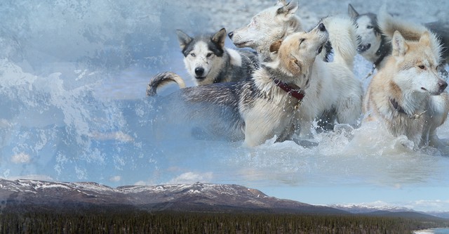 Bush Alaska