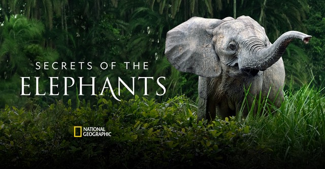 Les secrets des éléphants
