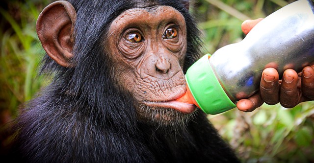 Schimpansen im Kongo mit Jane Goodall