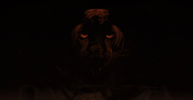 Panthera Britannia