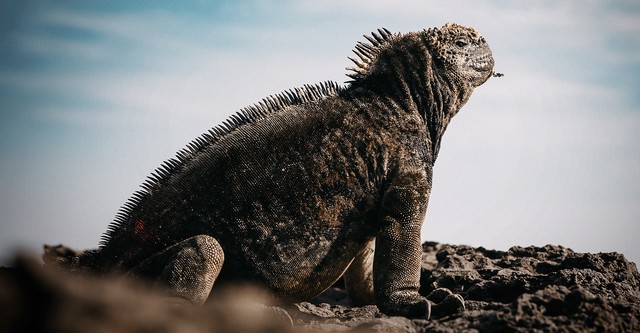 Galapagos - Inseln, die die Welt veränderten