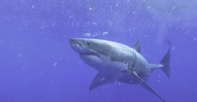 Shark Cinema Science