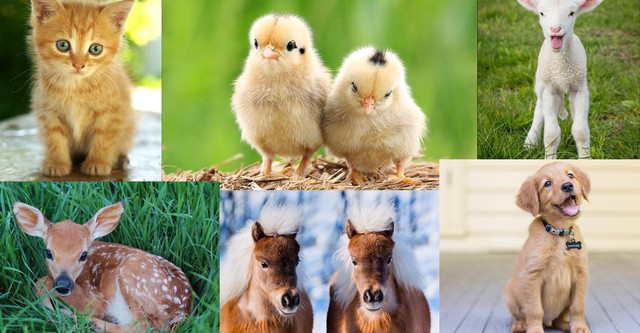 Baby Animals in Our World