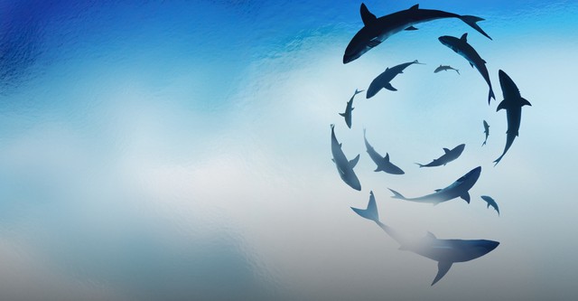 Sharkfest