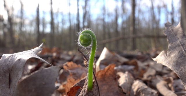 Regenerating Life