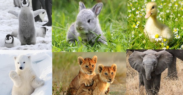 Tierbabys