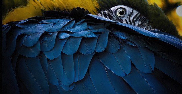Wild Brazil