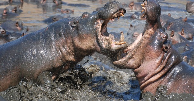 Animal Fight Club