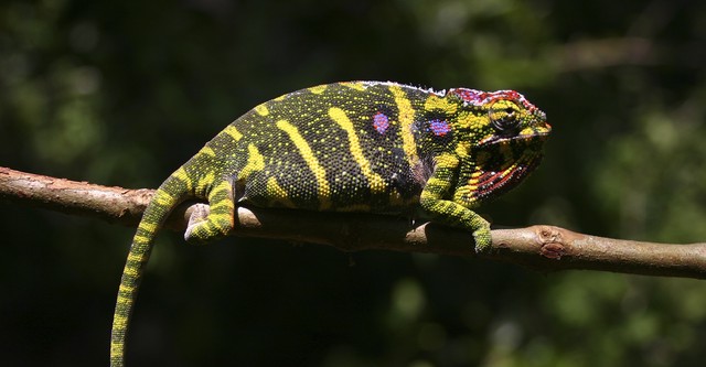 Madagascar: Land of the Chameleons