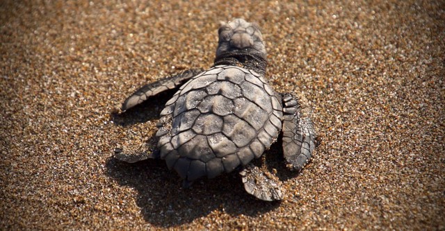 Saving Sea Turtles: Preventing Extinction
