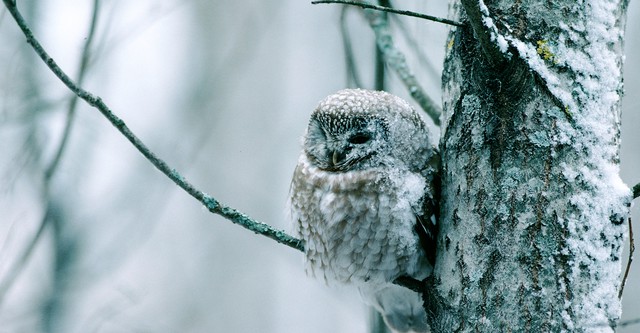 Tale of a Forest