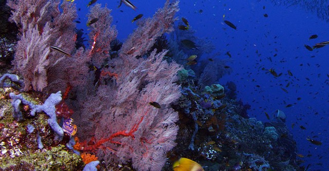 Wild Window: Coral Kingdoms