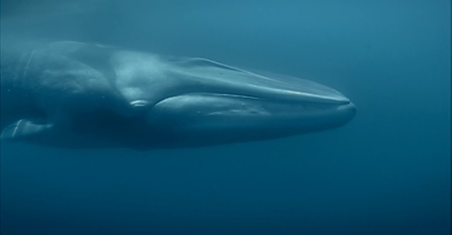 The Whaler