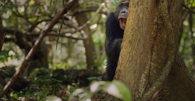 David Attenborough: Zvířecí dynastie