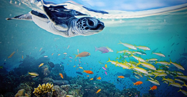 Das Great Barrier Reef