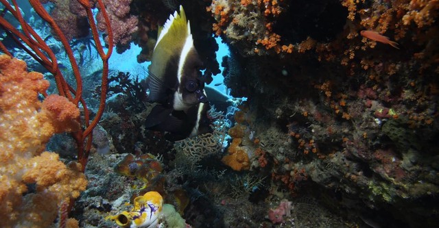 Wild Window: Bejeweled Fishes