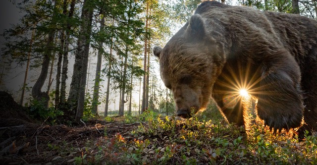 Scandinavia selvaggia