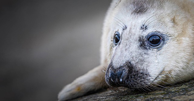 The Secret Life of Seals