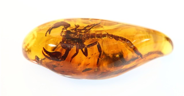 Scorpions - Death on 8 Legs