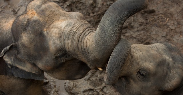 Elephants in Frames