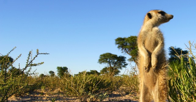 Meerkat Manor