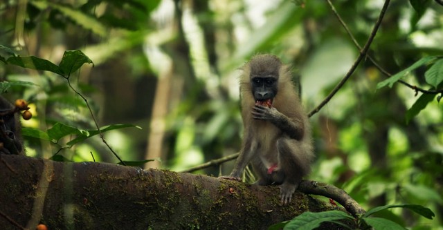 Monkeys of Bioko