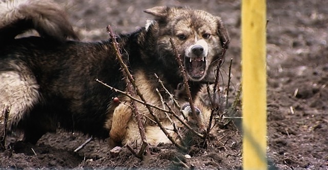 The Wild Side of Dogs