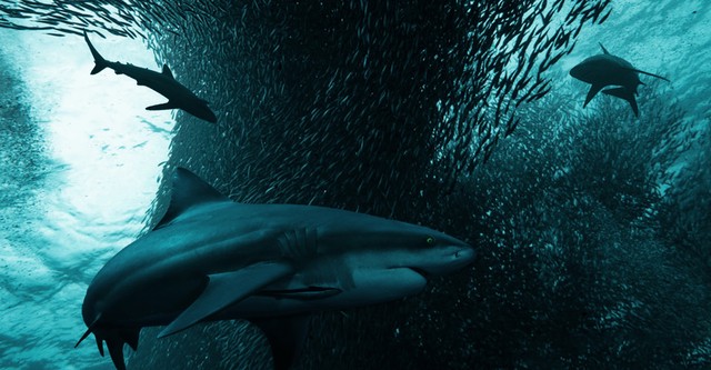 Ultimate Oceans