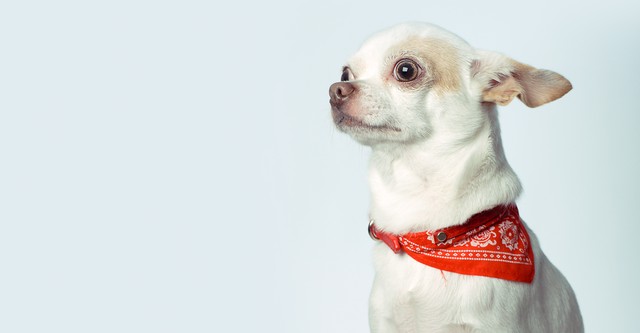 Projekt Superhund - Helfer auf vier Pfoten