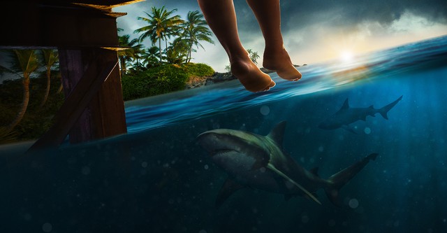 Great White Open Ocean
