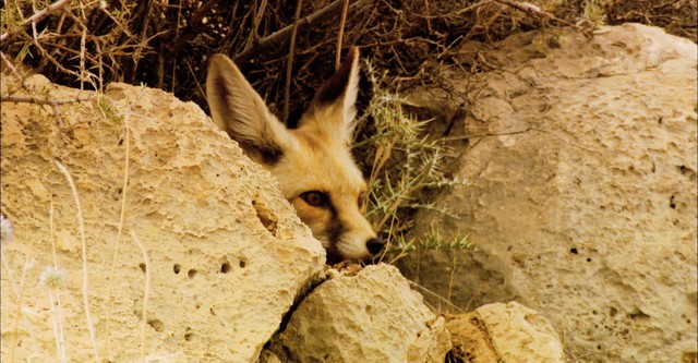 Wild Iran