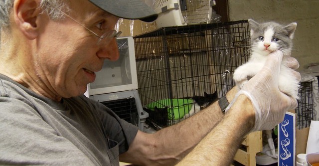 The Cat Rescuers
