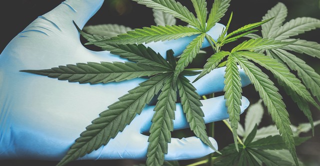 Cannabis: Through the Ages
