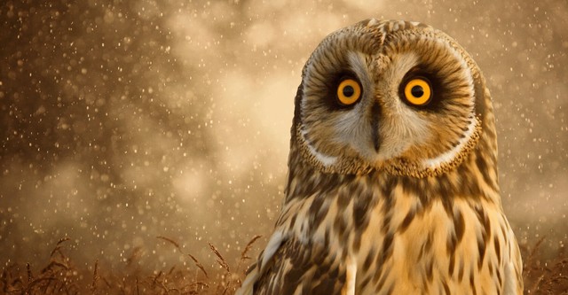 Wild Kingdom