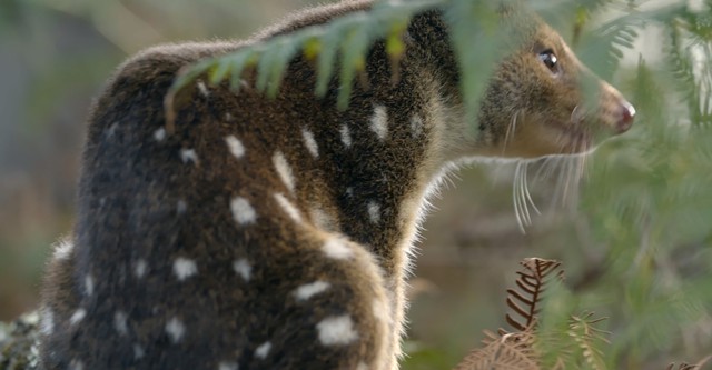 Tasmaniens Beuteltiere - Teufel ohne Zukunft?