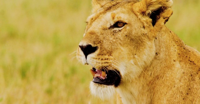 Pride: Ruler's at Risk