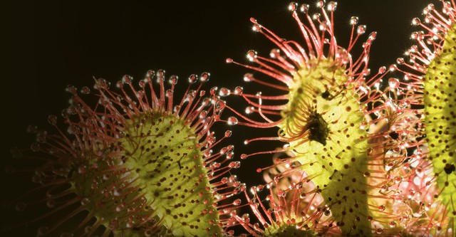 Plants Behaving Badly