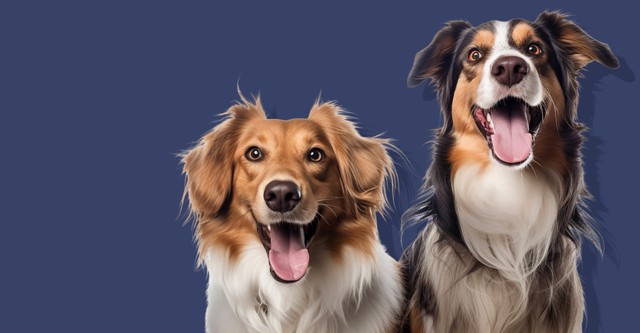 El Encantador de Perros